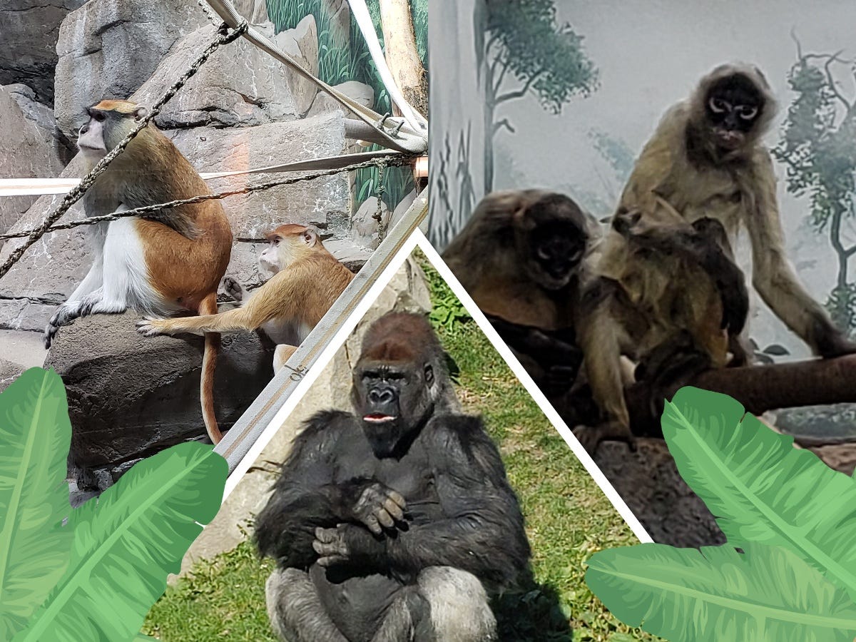 A collage of three photos of various primates. There are two stickers of leaves on the corners of the collage.