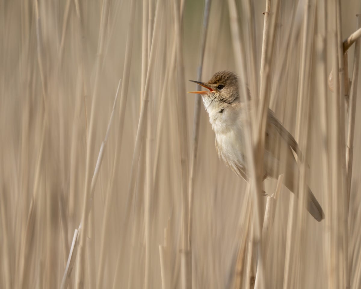 A pale brown and white bird, almost melting into the backdrop of golden reeds. It has its beak open in song.