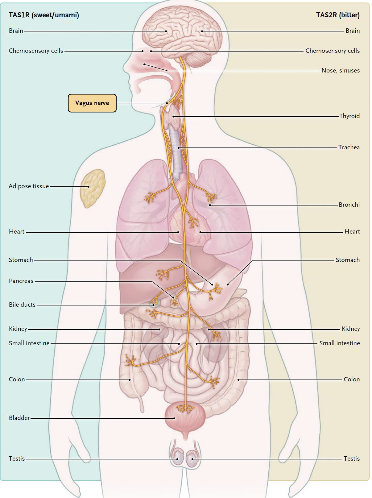 Body Axises Our Body Axis Maps Are Getting Redrawn - by Eric Topol