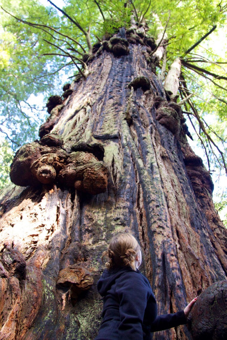 Person looking up along the trunk of a redwood tree, with visible burls Person looking up along the trunk of a redwood tree, with visible burls