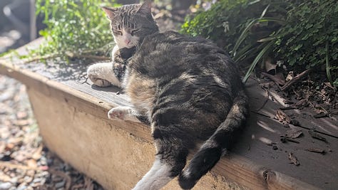 A gallery of pictures of a short-haired, grey mackerel tabby in varying states of relaxation and chill -- a close up, lounging outside, on the stairs, and in a cat tree. Always facing the camera, always into your soul. 