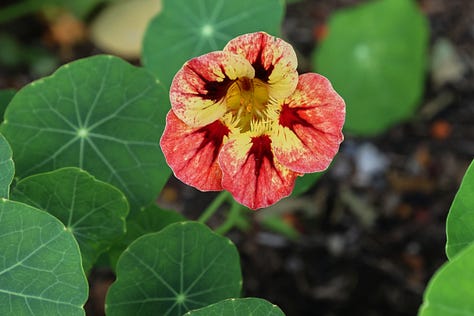 nasturtium flowers