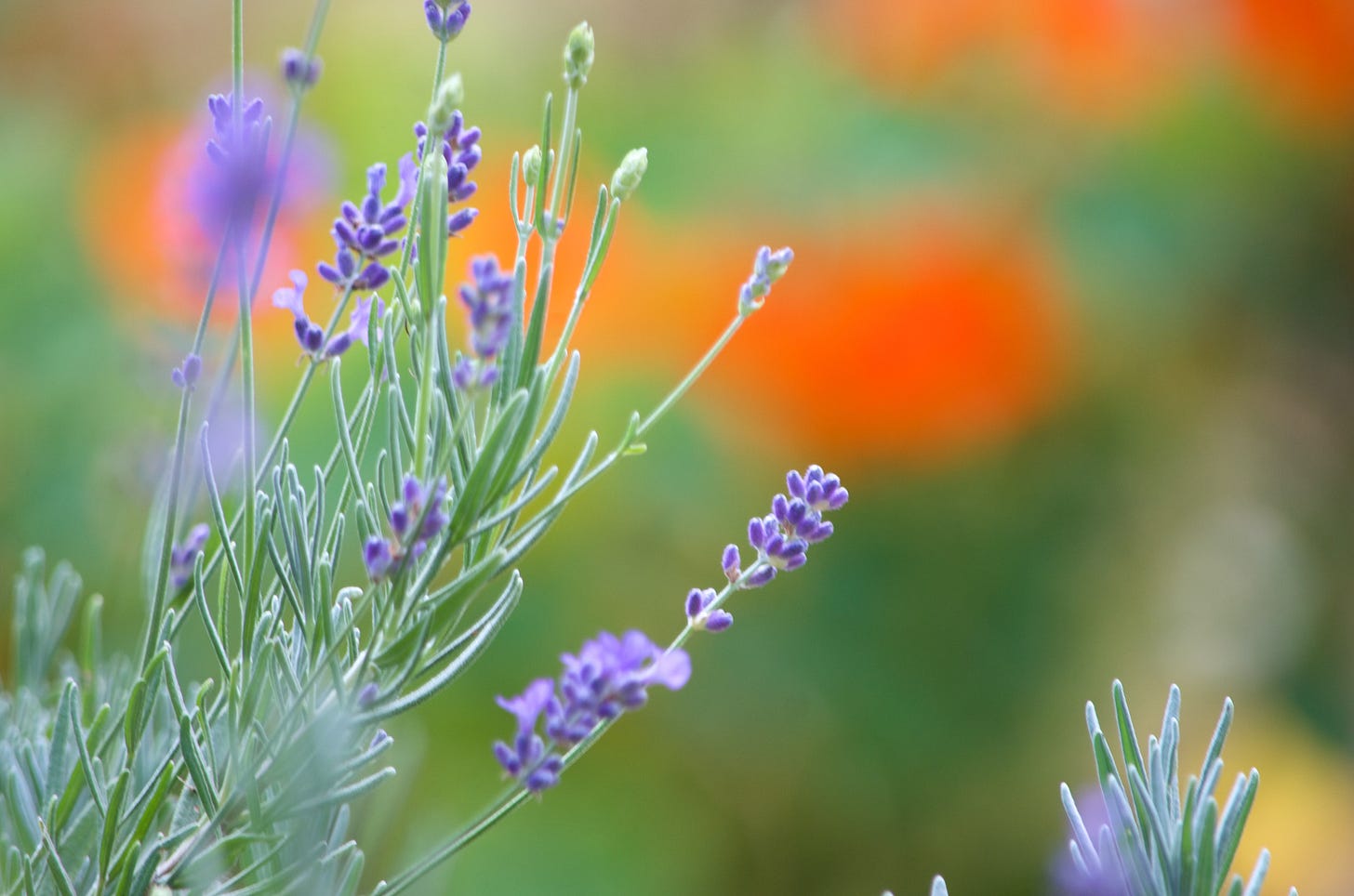 Lavender blooms among nasturtium blossoms.