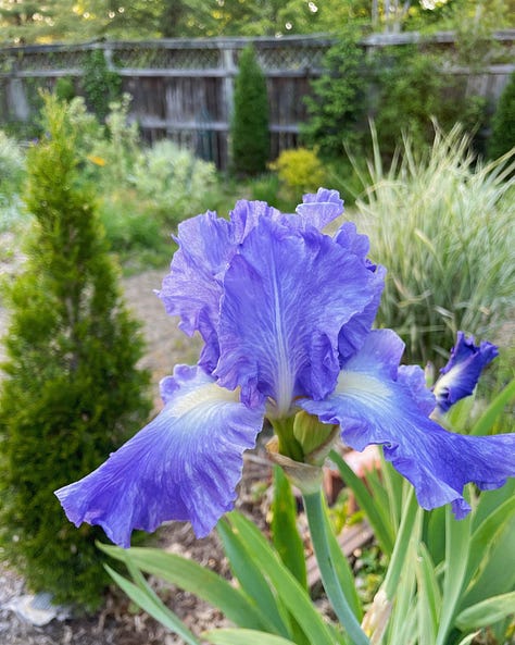 A collection of Bearded Iris in their own bed 