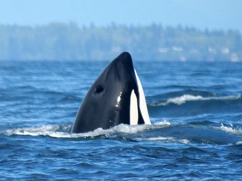 Bigg's orcas hunt Steller sea lion