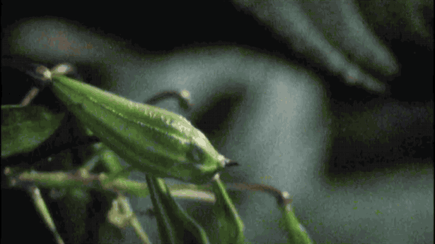 As Many Exceptions As Rules: Everybody In The Gene Pool - Plants That Swim