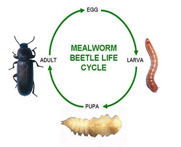 Yellow Mealworm Life Cycle - Your Insect Breeding Learning ...