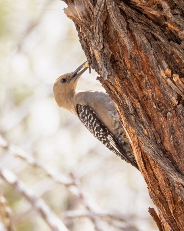 20250624-SGC-302-Edit.jpg 20250624-SGC-302-Edit.jpg