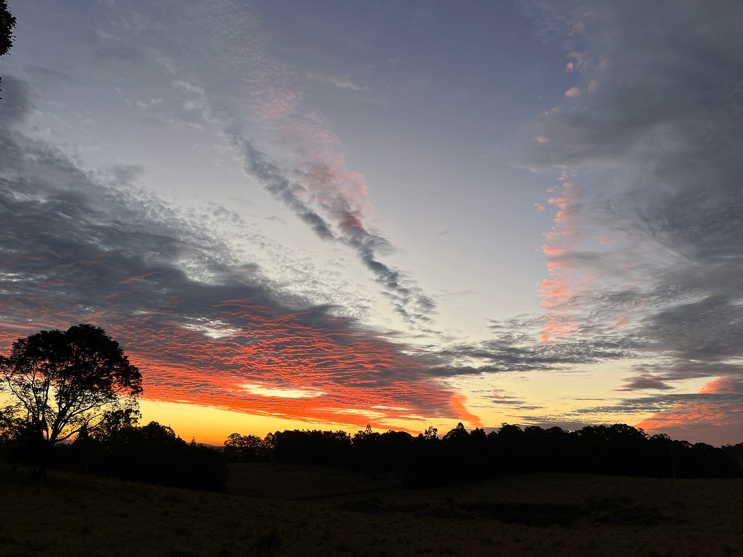 view of a sunset over a line of trees with one larger full canopied tree on the left. The sky is tinged orange with many cirrus clouds tilting to below the tree line view of a sunset over a line of trees with one larger full canopied tree on the left. The sky is tinged orange with many cirrus clouds tilting to below the tree line
