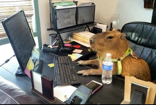 Pin by Emerson de Oliveira on Humor e Surrealidades | Capybara, Capybara  pet, Cute animals
