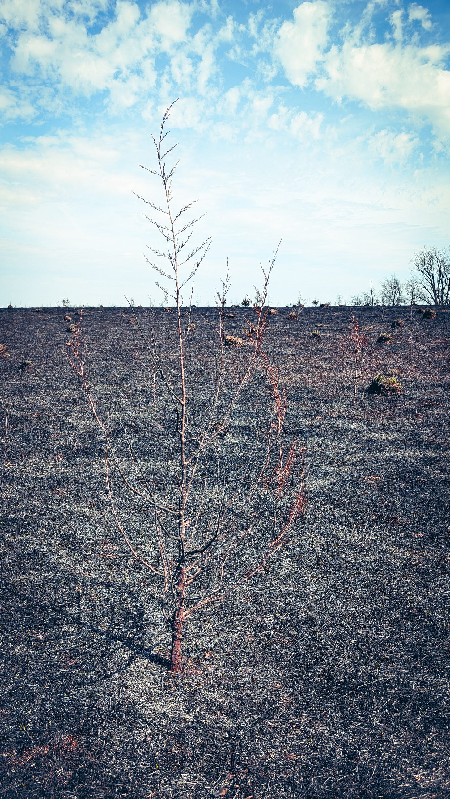 a burned field, a burned tree, and many anthills
