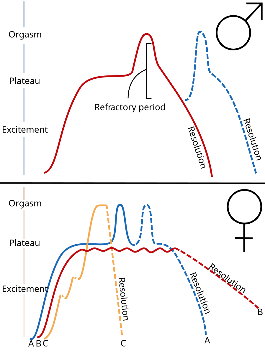Sexual-response-cycle.svg.png Sexual-response-cycle.svg.png
