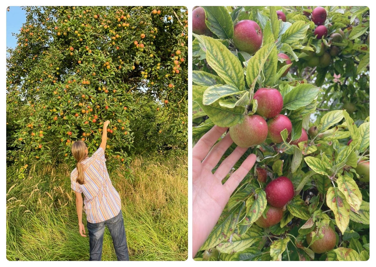picking apples off the tree