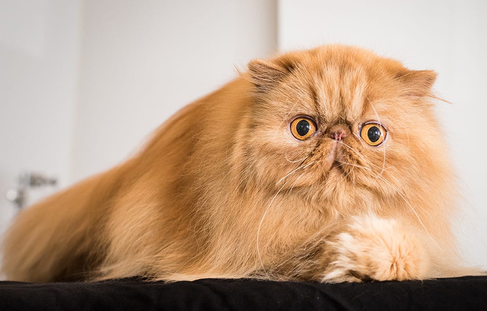 Catwalk 2: The Comeback Cats (2022) - IMDb