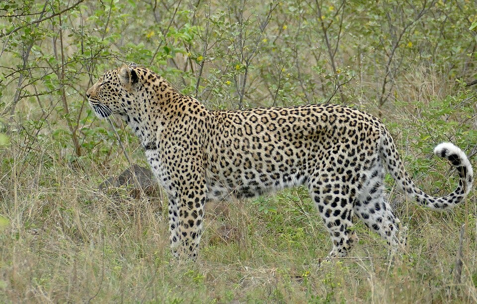 File:Day 45 Leopard (Panthera pardus) (53305718582).jpg