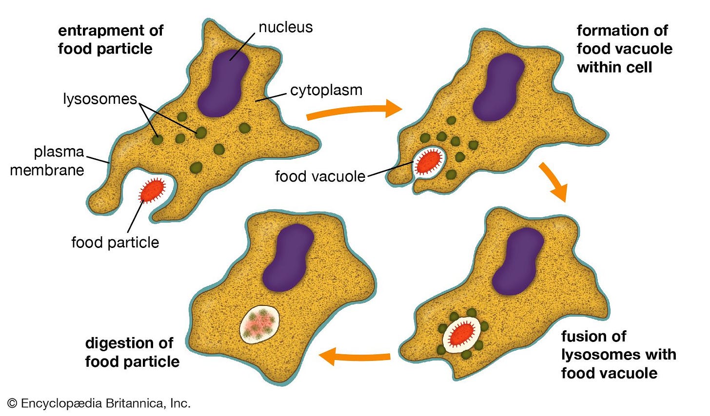 Phagocytosis | Definition, Process, & Examples | Britannica