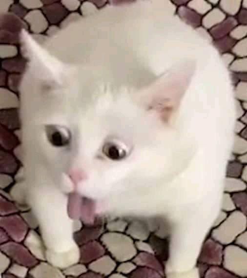 White cat vomiting meme - Keep Meme