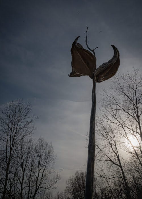 milkweed pods