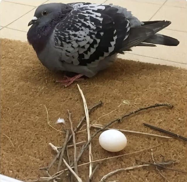 r/interestingasfuck - Pigeons are known for being notoriously bad at building nests 