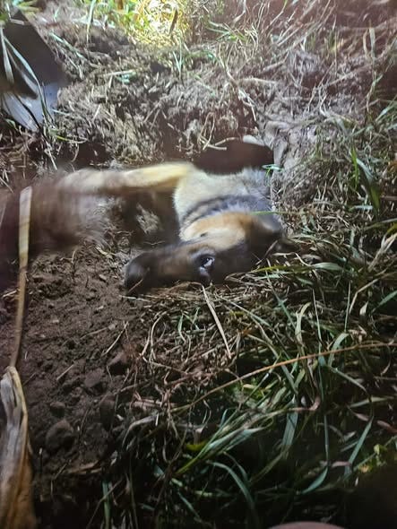 German Shepherd Dog trapped in a pipe