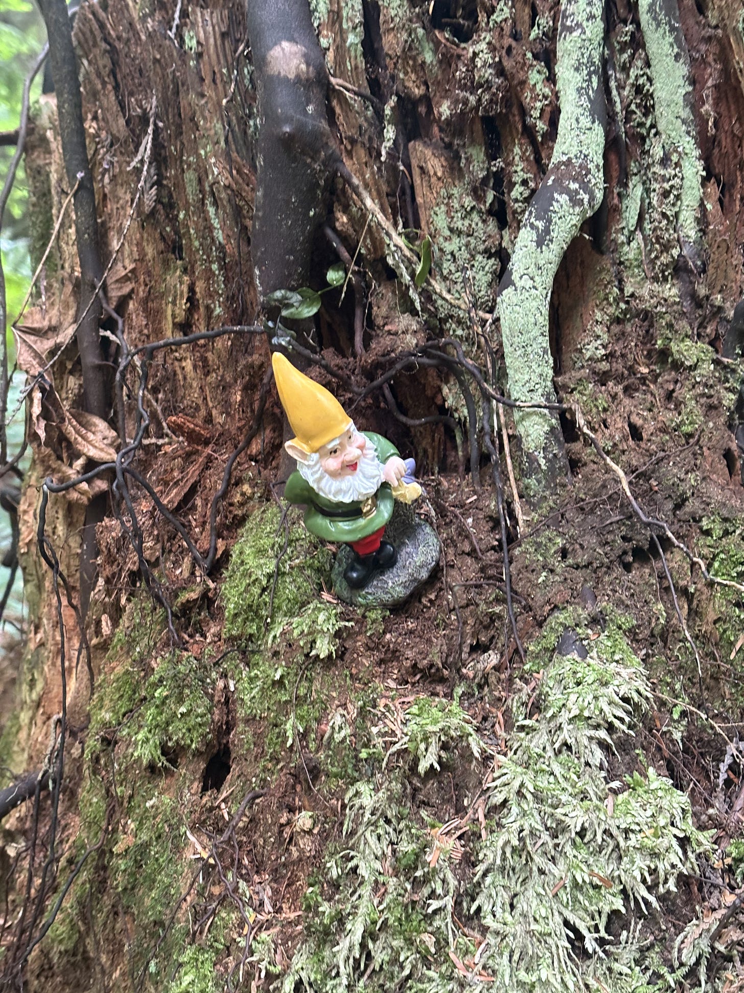 a tiny plastic gnome sits in the nook of a tree's bark