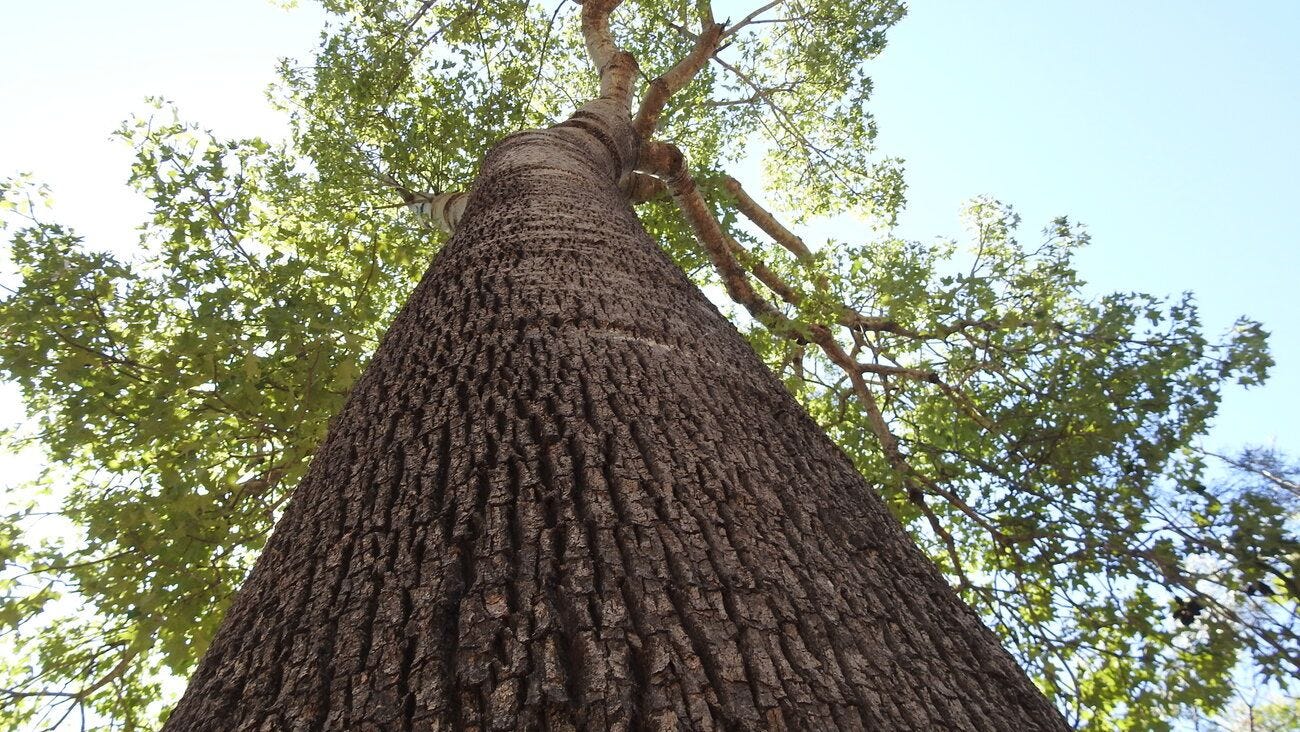 Brachychiton australis [trunk - ATLAS - B. Mclennan, 2019].jpeg