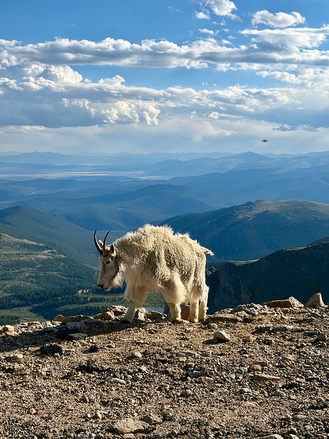 wildflowers along a rocky mountain trail; a woman standing in front of a view of mount blue sky; a mountain goat