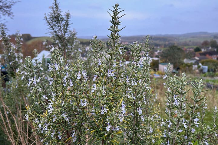 Shows dangling leafy stems hanging over a wall and upright blue-flowering stems