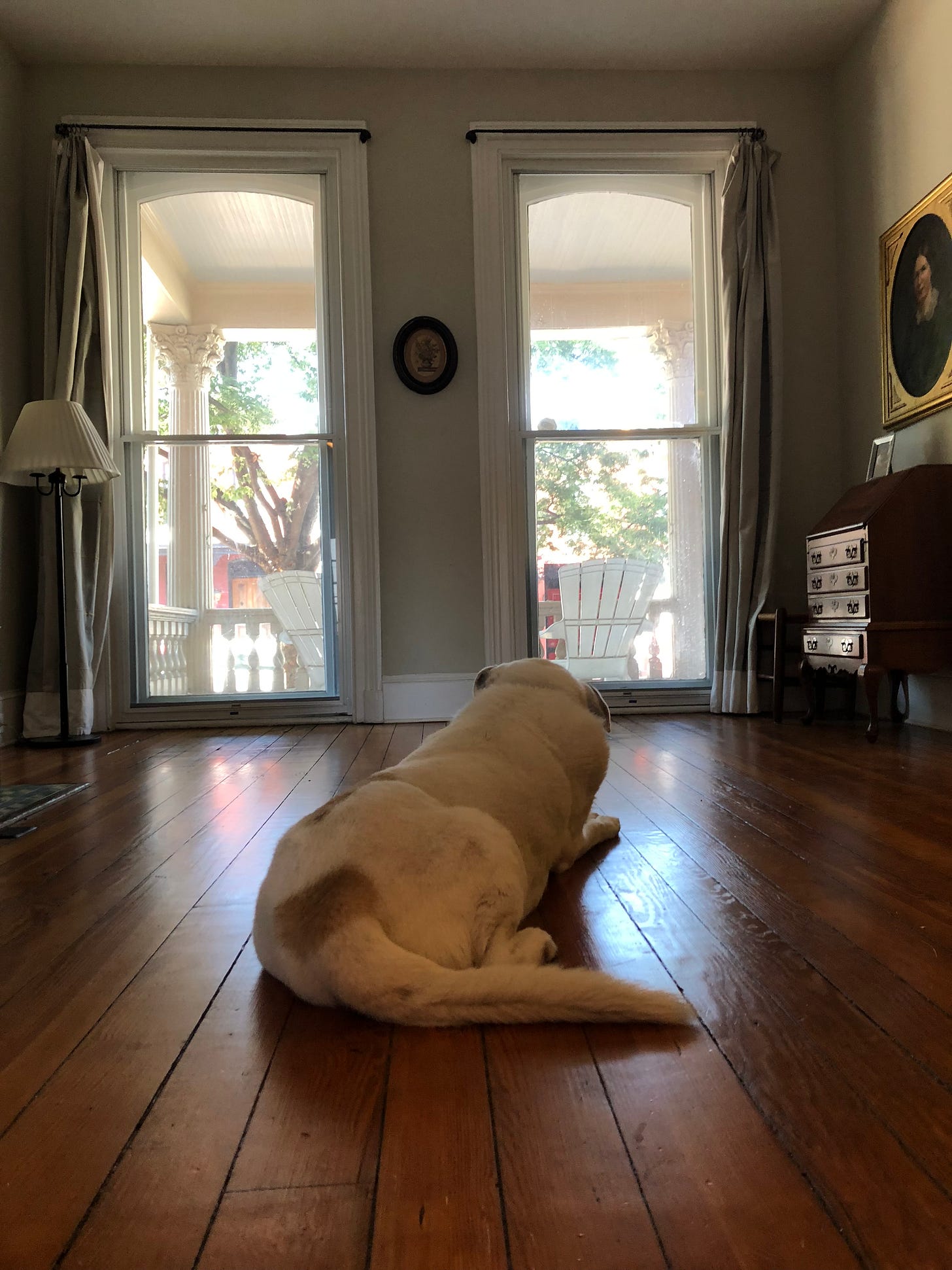 my old dog rests in the mostly-empty living room of our old house