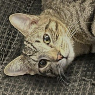 A gallery of four close cropped photos of Mando and Motron from images from the post.