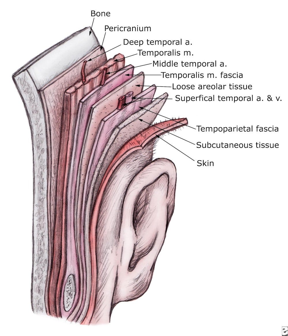 anatomia da têmpora anatomia da têmpora