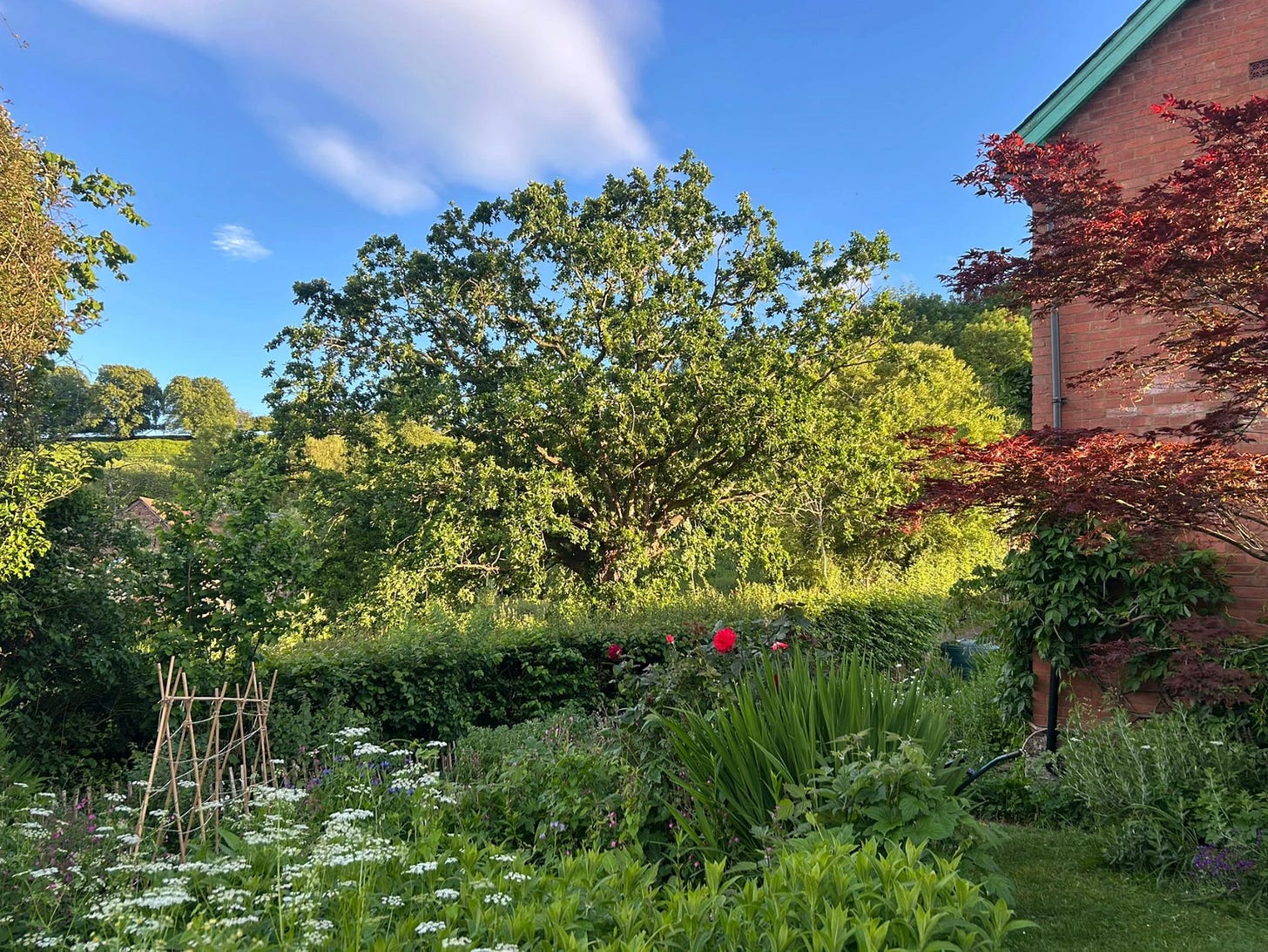 May in Abbeydore Liberty Nimmo 