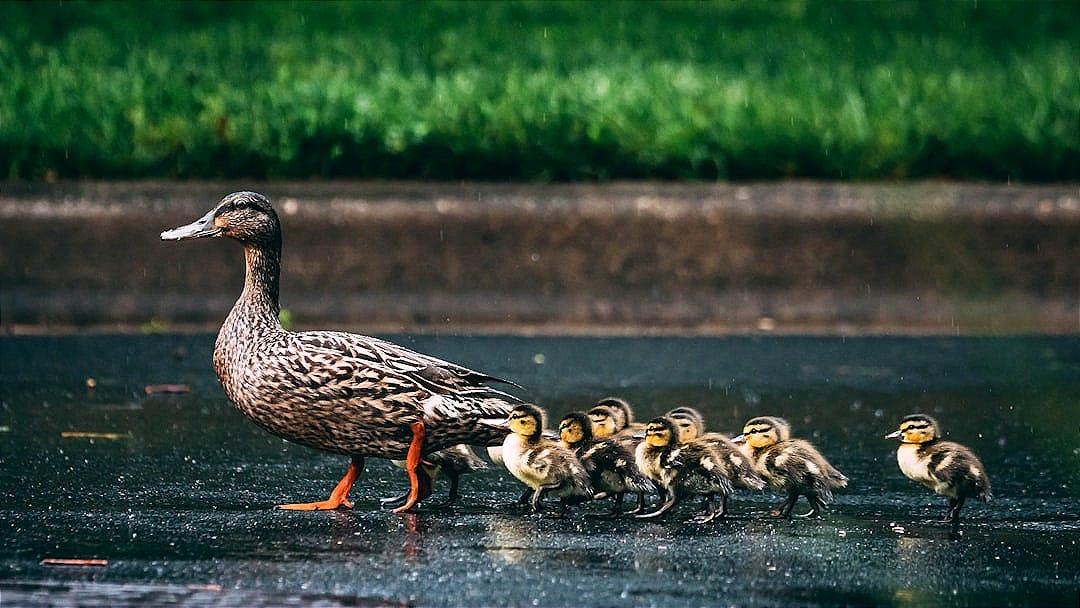 brown duck on gray concrete floor brown duck on gray concrete floor