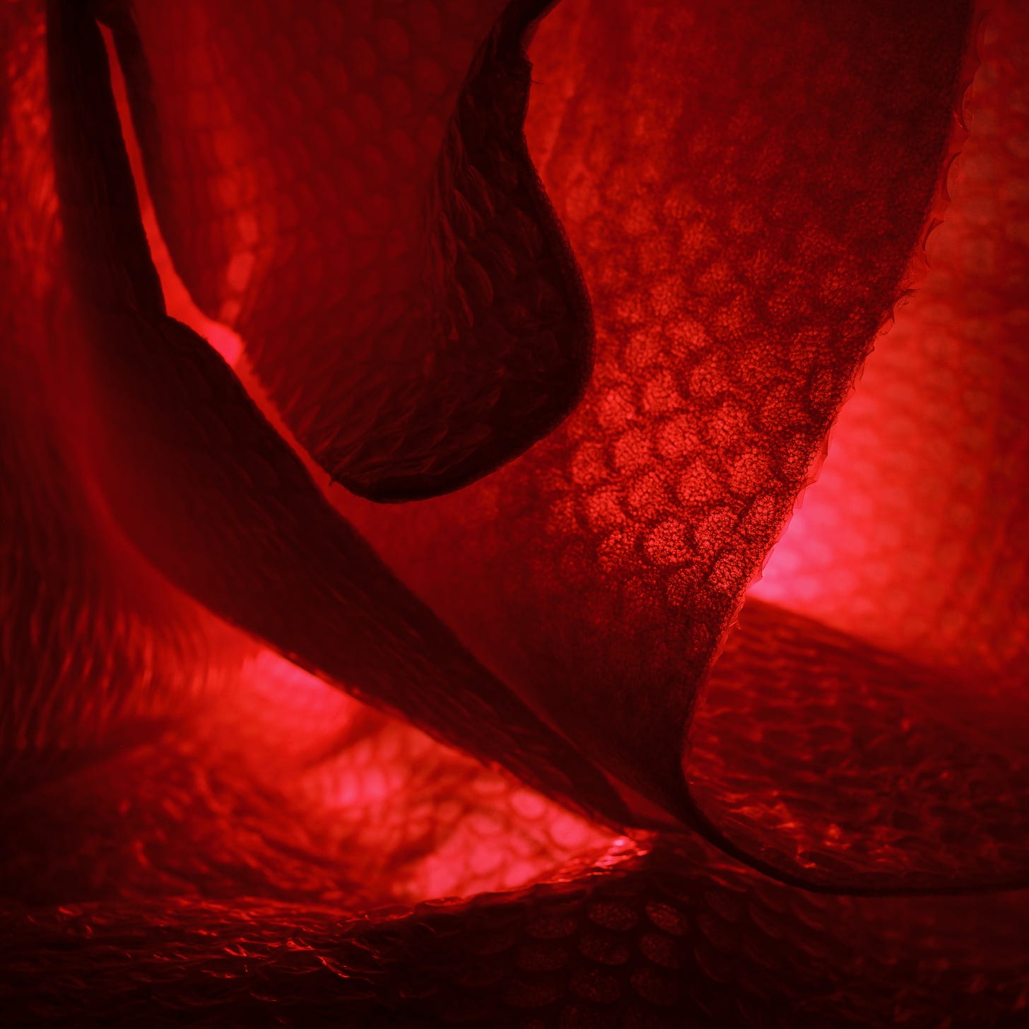 Bubble Wrap