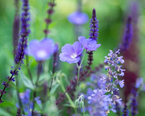 Pollinator plants throughout the season
