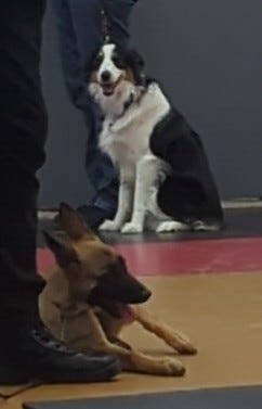 Dogs at obedience class.