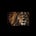 Lionvesting's avatar