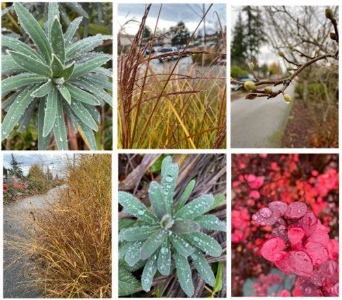 montage of raindrops on foliage