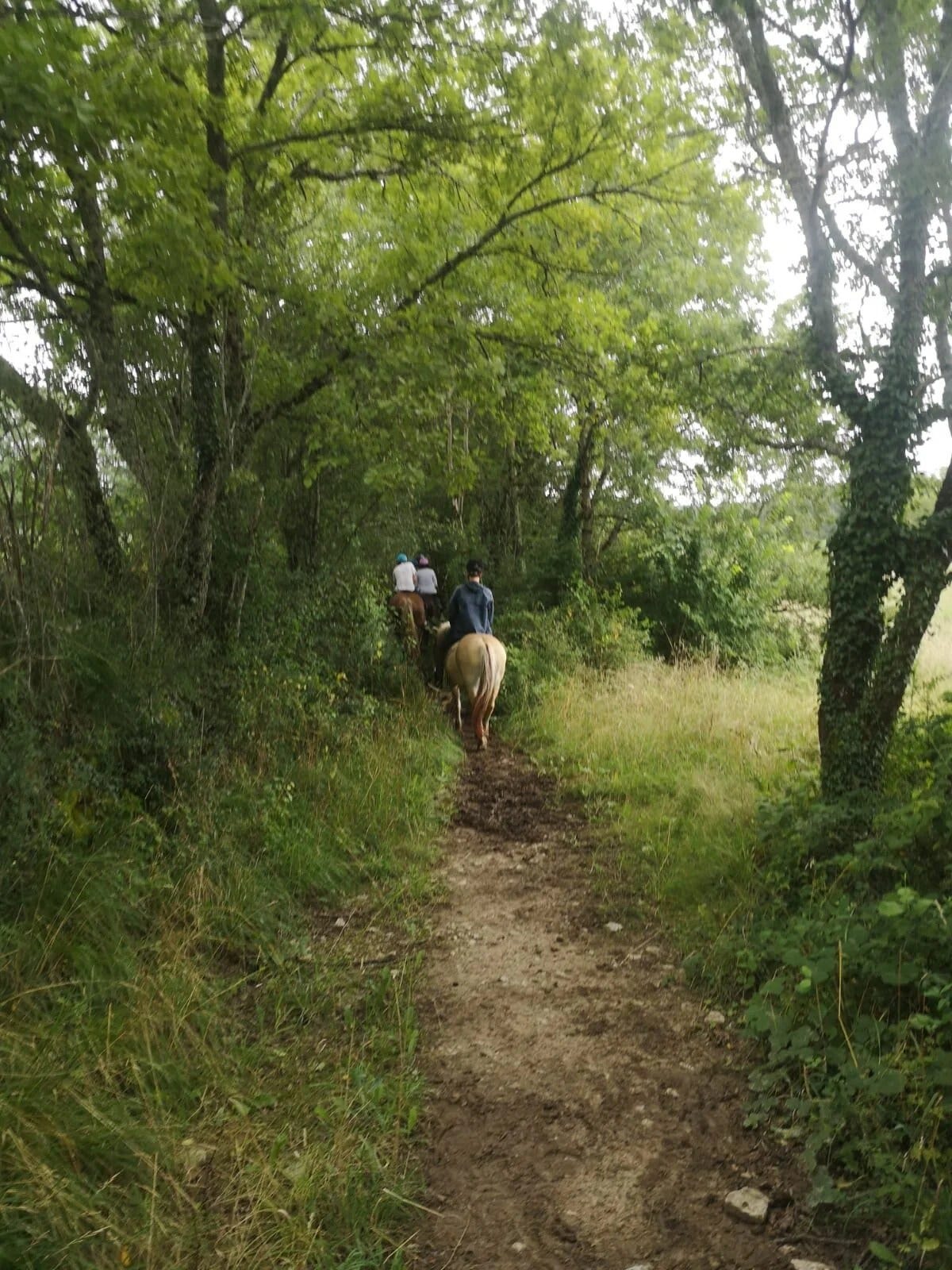 Horse riding trail in the in the southwest of France countryside 