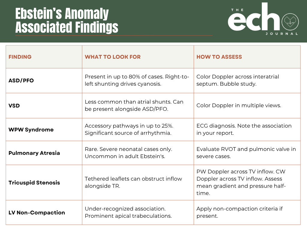 The Displaced Valve: Recognizing Ebstein's Anomaly on Echo