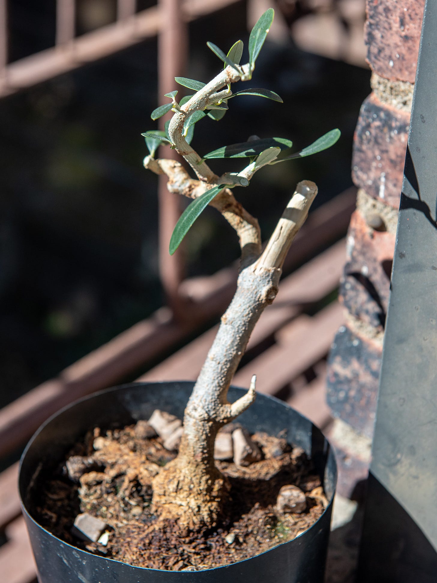ID: pruned olive pre bonsai