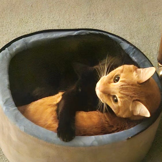 an orange tabby cat and black cat snuggle together.