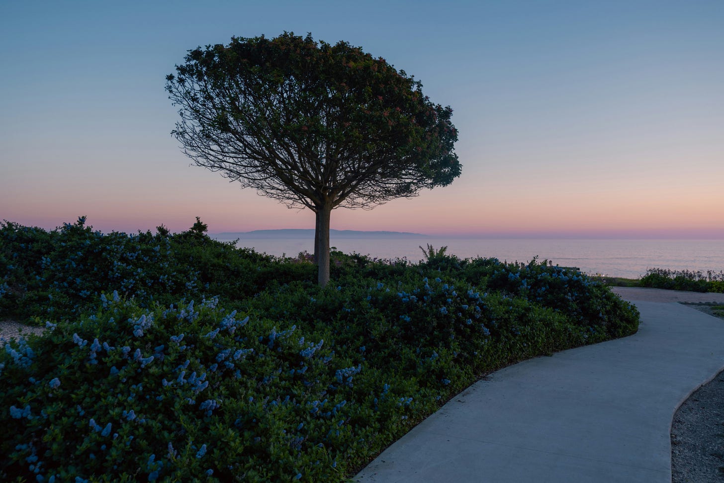 Image of a tree on the shore and a lake in the background.
