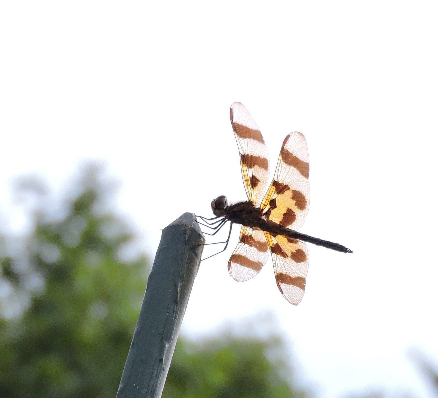 picture of a dragonfly