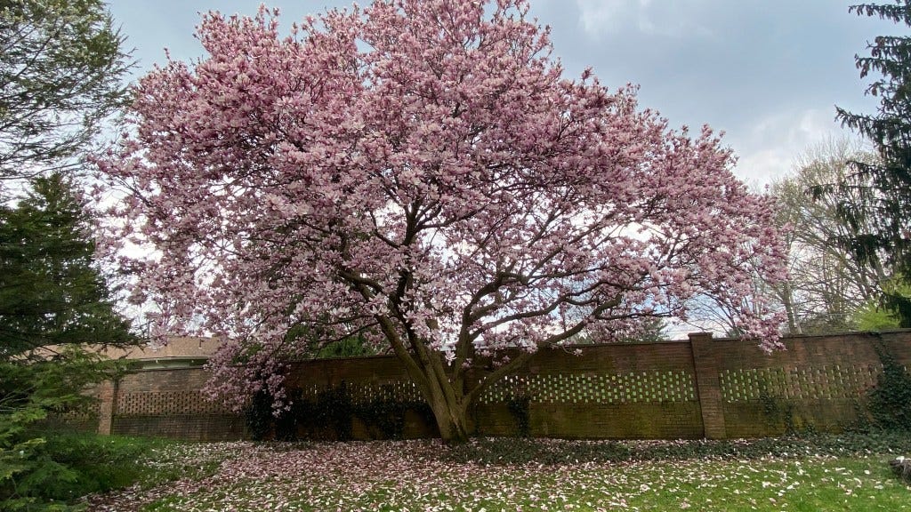 A vibrant pink magnolia tree in full bloom, surrounded by fallen petals, with a brick wall and greenery in the background under a cloudy sky, My Forever Son, Healing from Grief: Nature's Resilience and Hope, My Forever Son