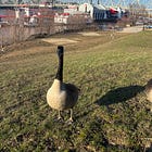 River Geese and Greedy Prayers
