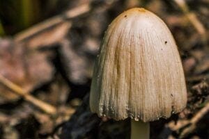 Mushroom top Mushroom top