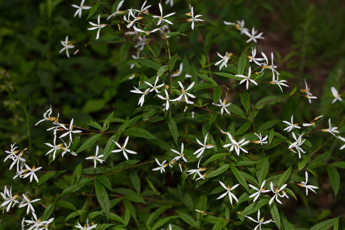A plant with many white flowers and three-lobed palmate leaves. The lobs of the leaves are long, thin, and pointed, and the five petals of each flower is long and thin, somewhat strappy.