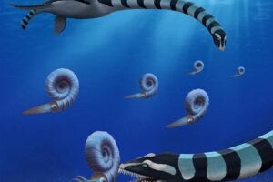 Two Traskasaura sandrae individuals hunt the ammonite Pachydiscus in the northern Pacific during the Late Cretaceous. Officially named today in the Journal of Systematic Paleontology, Traskasaura sandrae was designated British Columbia’s Provincial Fossil in 2023.
