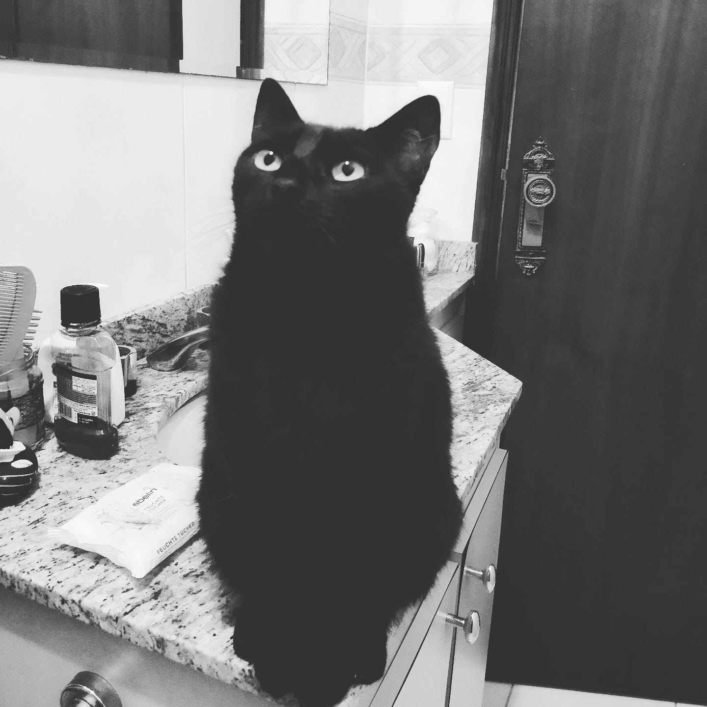 Pode ser uma imagem em preto e branco de gato